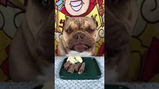 ASMR PitBull Eating Show | Funny Pets Eating for Dinner & Breakfast  #PitBull #Shorts