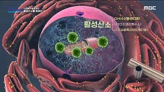 [MBC 다큐프라임] 현대인이 앓고 있는 질병의 원인 90%는 활성산소! 나이가 들수록 활성산소는 증가, MBC 230212 방송