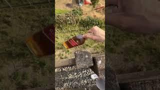 Cracking beer bottles satisfying video #facts #shorts #satisfying