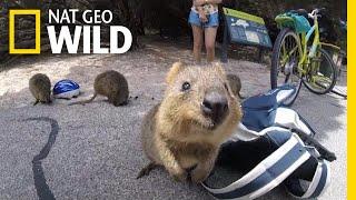 How Did Selfies Save the Cute Quokka? | Nat Geo Wild