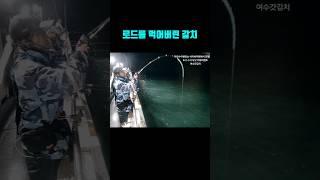 갈치낚시를 하는데 로드를 가져가버리네요!!!!! #낚낚 #fishing #갈치낚시#내만갈치낚시#여수포인트피싱