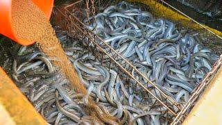 Amazing seafood catching and fish cutting skills! Taiwanese food / 驚人的海鮮捕撈, 魚的切割技能大合集!