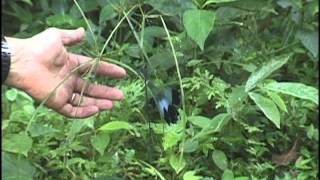 Helicopter Damselfly, World's Largest Damselfly, Flying in Panama. By Sayre Nature