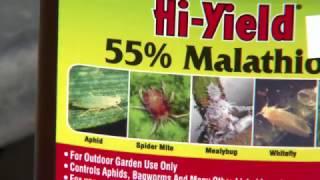 Kill spider mites before they destroy your plants