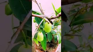 water apple ll green chambakka# shorts @SB VLOGS