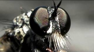 Robberfly of Weed ؃؀؎؁ ؃؀؎؁Ƣݔҩᾫ٨ӷ ({quaoar})