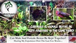 Can Male And Female Bettas Be Kept Together? Sharing What I've Learned Over The Last Few Weeks...