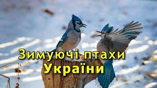 Кочові птахи або зимуючі птахи України.  Українською мовою.