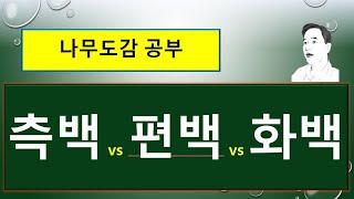 측백 vs 편백 vs 화백 : 무엇이 서로 다를까?