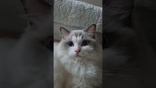 귀여움 #shorts #cat #사랑햇님 #고양이 #귀여운