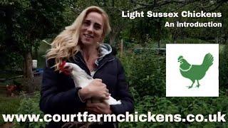 Light Sussex Chicken - Introduction to the breed