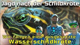 Wasserschildkröte Rettungsaktion |Schildkröte im See ausgesetzt |Abenteuer