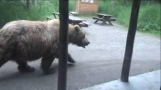 Must See!!!! Huge Brown Bear walking past Brooks Lodge Ranger Station. HD