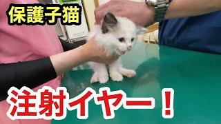 保護子猫初めてのワクチン注射で恐怖を感じる