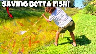 Saving WILD BETTA FISH Trapped In DRYING POND!