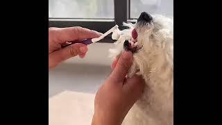 Dog Toothpaste Toothbrush Set