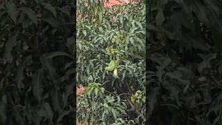 Rose-Ringed Parakeet (Psittacula Krameri) Feasting on a Mango