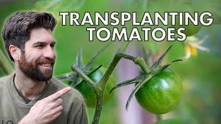 Transplanting Tomatoes - How cold is too cold?