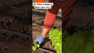 Ekimimizde yaptık Allah’ın izniyle  #çiftçi #köyhayatı #fidandikimi #reels #köy #antalya #video