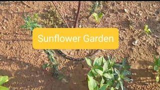 Sunflower Garden