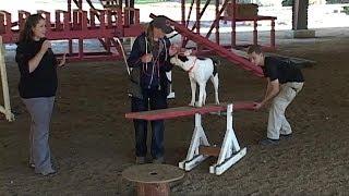 Arena Training at the National Search Dog Foundation