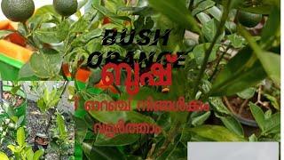 Bush orange, we can grow it in grow bag or air pruning pots, malayalam, Agri Lady