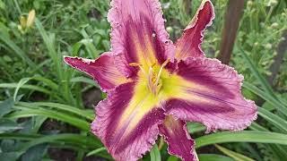 Лилейник Мажестик Дизайн . Hemerocallis Majestic Design .