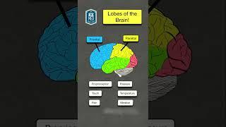  Lobes of the Brain & Their Functions Explained in 60 SECONDS! [Nursing NCLEX Anatomy]