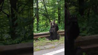 Transfagarasan Brown Bear Waves Hello || ViralHog