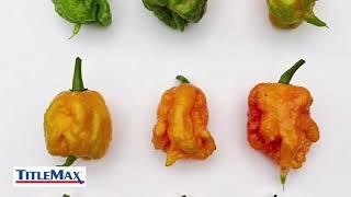 Peppers Ranked by Scoville Heat Units