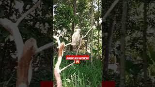 Burung bisa ngomong