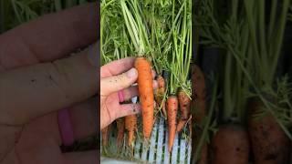 #CARROT #HARVEST | July 23, 2023 | Connecticut Garden
