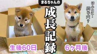 【成長記録】手のひらサイズだった子犬が別人級の柴犬になる「生後2ヶ月〜6ヶ月」の記録を公開します！