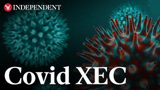 Covid XEC: What are the symptoms of new virus strain?