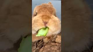 Rabbit is crazy showing off her vegetables, cute pet rabbit