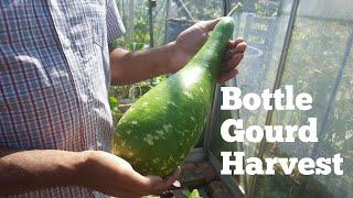 Bottle gourd harvest | allotment growing | shokher bagan