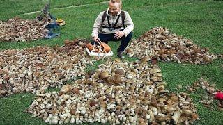 Giant Mushrooms. Picking WILD MUSHROOMS 2024, Extreme Boletus Mushrooms, Large mushrooms Hunting