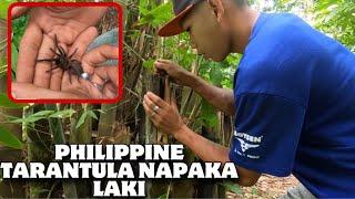 NANG HULI KAMI NG TARANTULA NAPAKA LAKI AT BAIT NITO