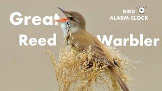 Bird Alarm Clock: Great Reed Warbler