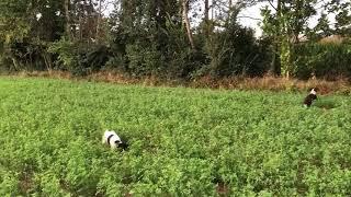 SPRINGER SPANIEL SU STARNE