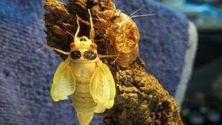 17 Year Cicadas Hatching Timelapse