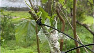 Riley’s Chicken Claw Mulberry Graft..Made it through hurricane Milton. Central Fl. zone 9b 10-12-34