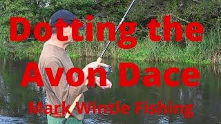 Dotting the Avon Dace