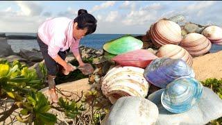 海底的暗流将一些珍贵的贝类带到岸边。珍珠贝