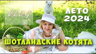 Влог. Фотосессия с #шотландскими #котятами 2024