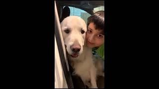 Labrador Retriever: Troy's Front Seat Chronicles! "