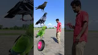 Tractor wheel to parrot pingen crow peacock  #shortsfeed_ #viralvideos #shortvideos #short