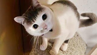 Funny Cats 2024  Cat Funny Videos − Funny Cat