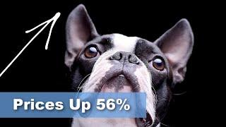 Boston Terrier Puppy Prices