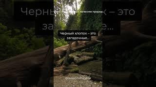 Черный хлопок